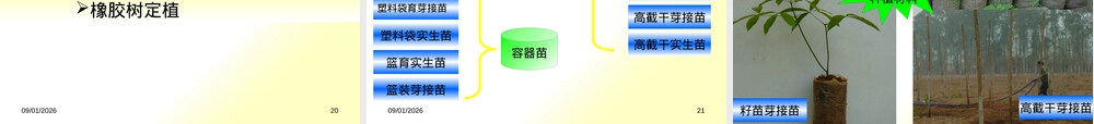 橡胶树种植及材料培育PPT课件 副本1.pptx