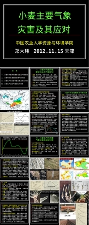 小麦主要气象灾害及其应对PPT课件.ppt
