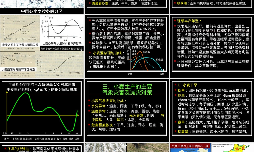 小麦主要气象灾害及其应对PPT课件.ppt