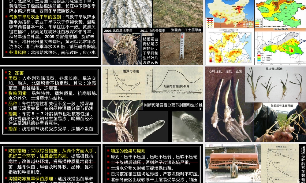 小麦主要气象灾害及其应对PPT课件.ppt
