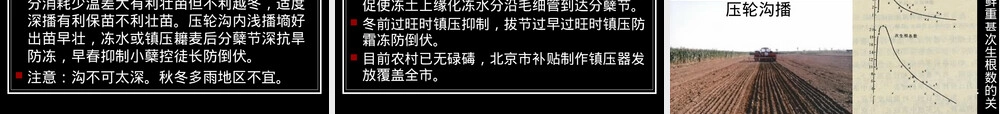 小麦主要气象灾害及其应对PPT课件.ppt