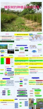 橡胶树种植及材料培育PPT课件.ppt