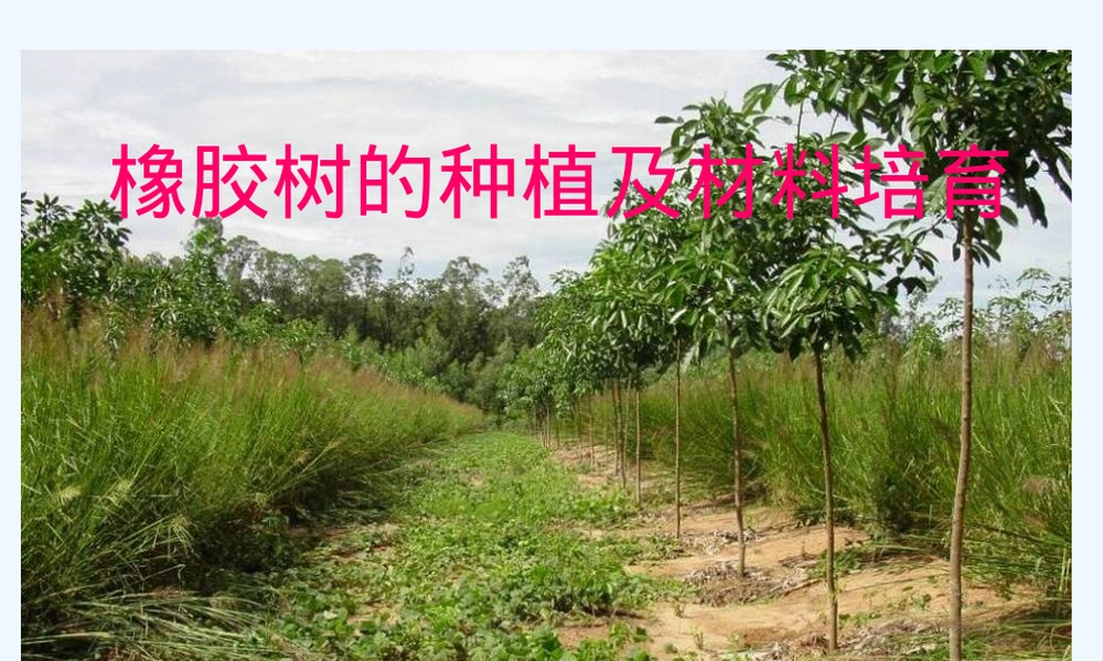 橡胶树种植及材料培育PPT课件.ppt
