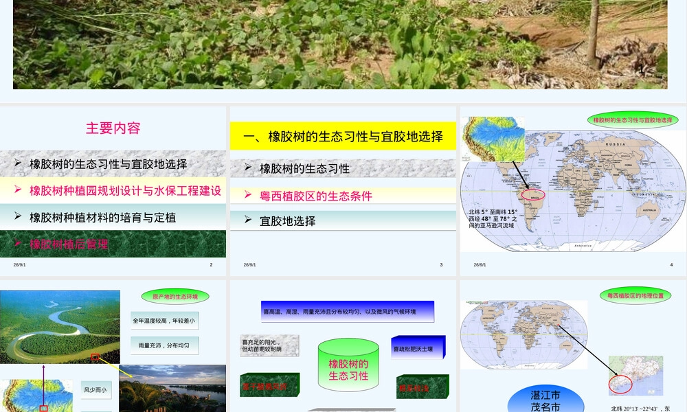 橡胶树种植及材料培育PPT课件.ppt