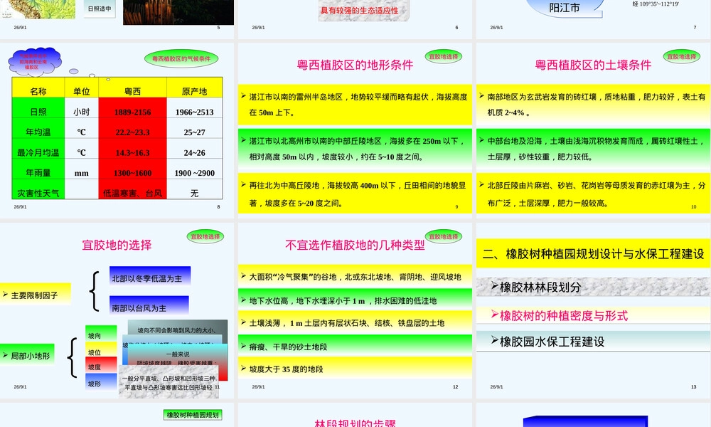 橡胶树种植及材料培育PPT课件.ppt