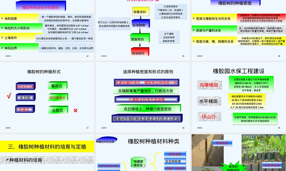 橡胶树种植及材料培育PPT课件.ppt