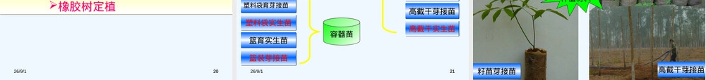 橡胶树种植及材料培育PPT课件.ppt