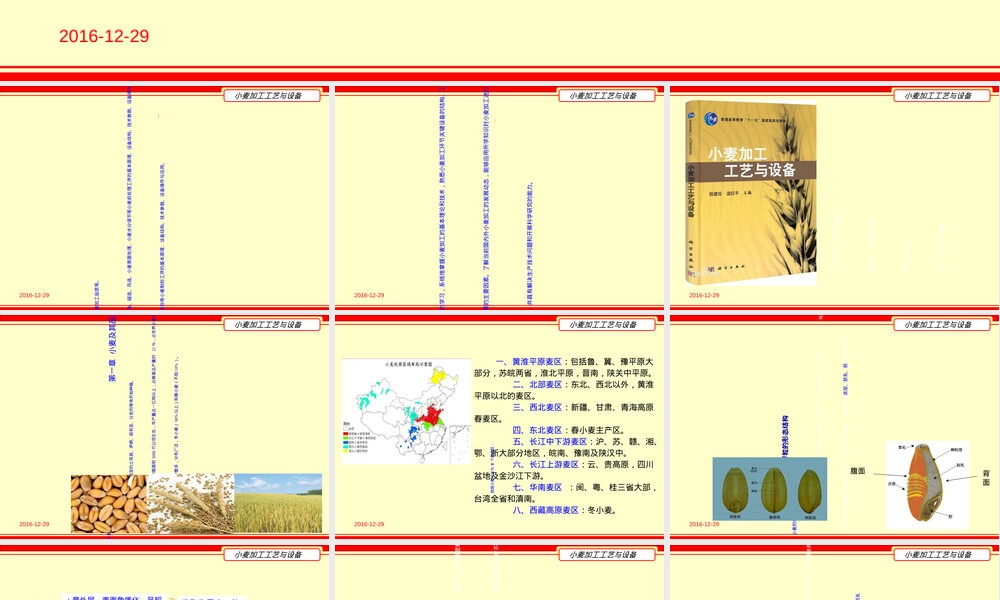 小麦及其品质PPT课件.ppt