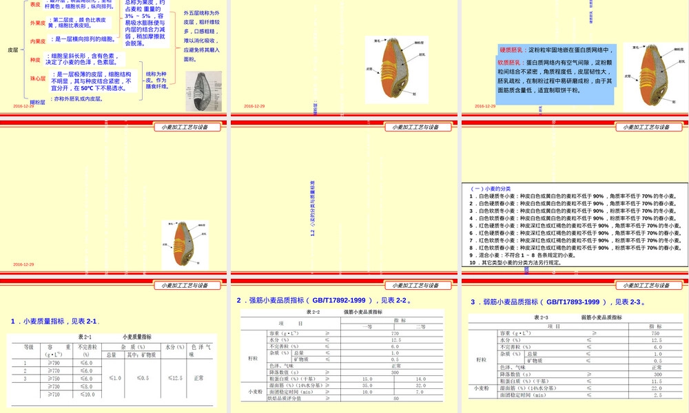 小麦及其品质PPT课件.ppt