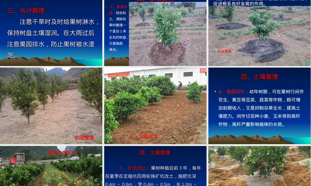 砂糖桔夏季管理技术PPT课件.ppt