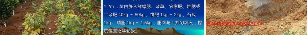 砂糖桔夏季管理技术PPT课件.ppt