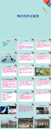 鸭的饲养管理技术PPT课件.ppt