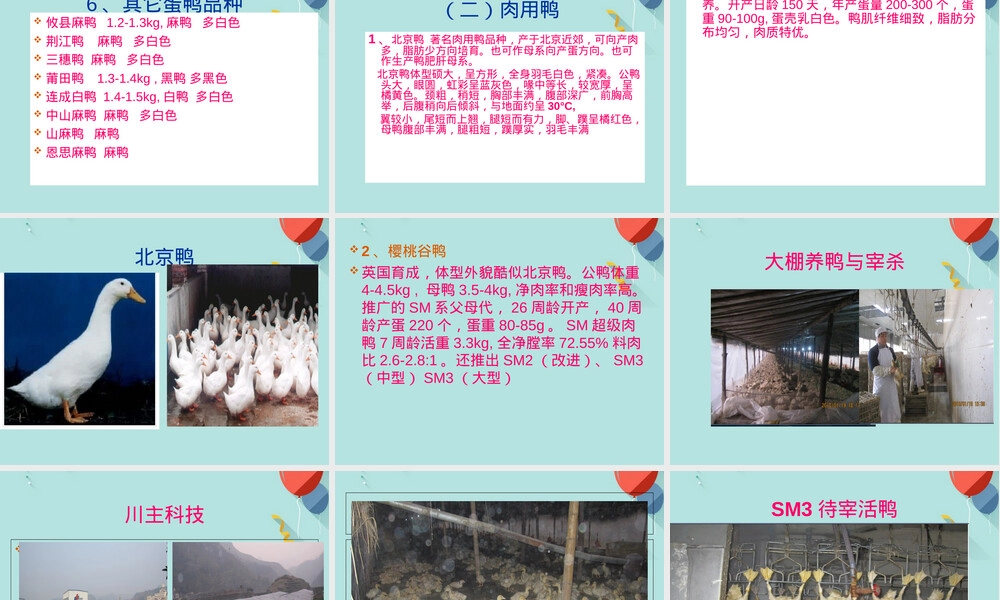鸭的饲养管理技术PPT课件.ppt