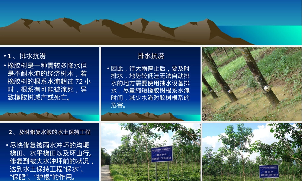 橡胶树水灾灾后救灾处理PPT课件.ppt