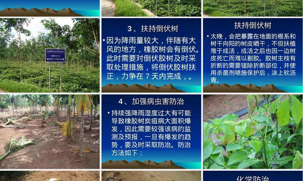 橡胶树水灾灾后救灾处理PPT课件.ppt