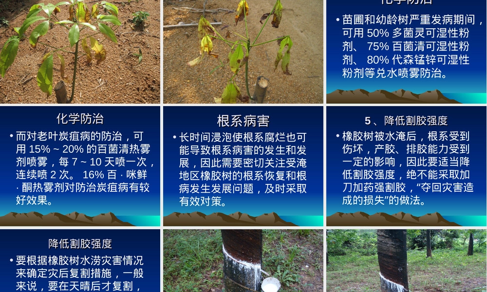 橡胶树水灾灾后救灾处理PPT课件.ppt