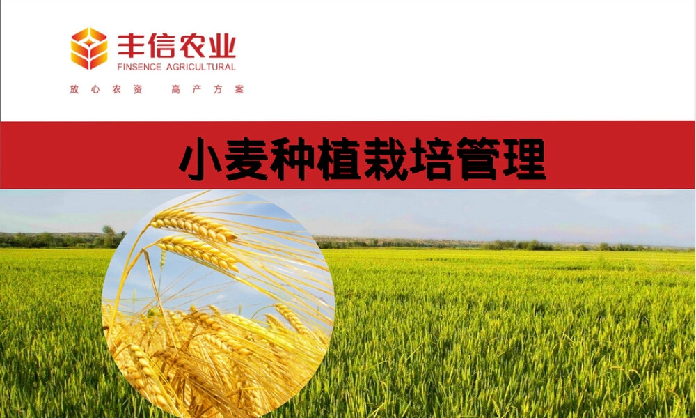小麦栽培种植管理技术PPT课件.pptx