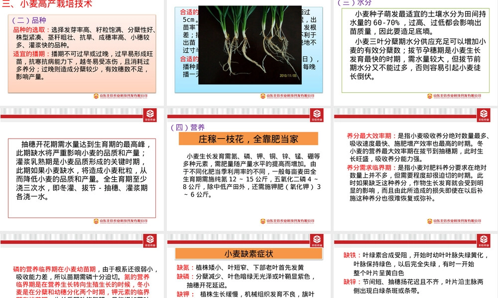 小麦栽培种植管理技术PPT课件.pptx