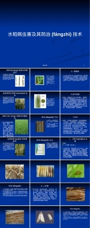 水稻病虫害及其防治技术PPT课件.pptx