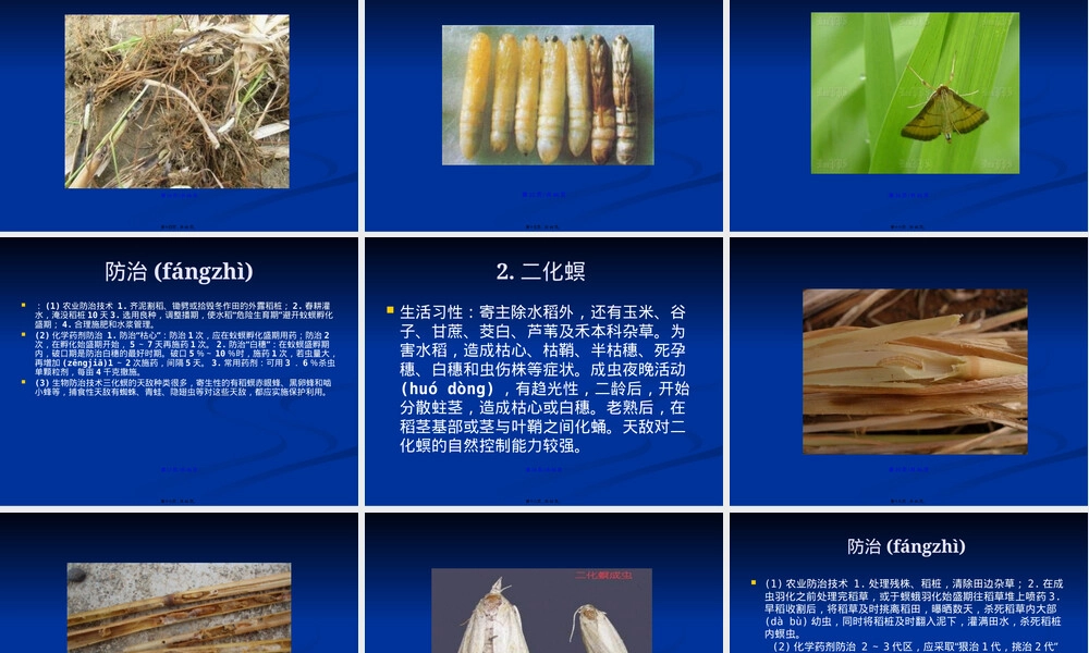 水稻病虫害及其防治技术PPT课件.pptx
