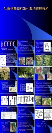 吐鲁番葡萄标准化栽培管理技术PPT课件.ppt
