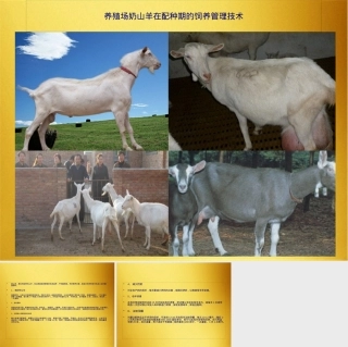 养殖场奶山羊配种期饲养管理技术PPT课件.pptx