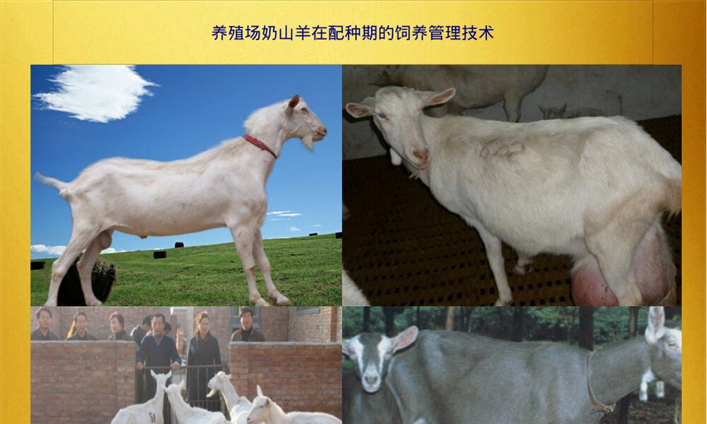 养殖场奶山羊配种期饲养管理技术PPT课件.pptx