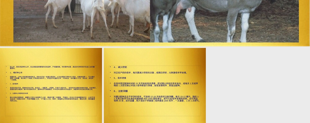 养殖场奶山羊配种期饲养管理技术PPT课件.pptx