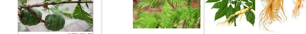 第五章植物资源保护与管理教学PPT课件.ppt