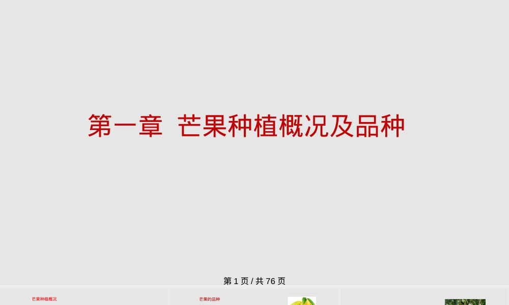 芒果种植管理技术PPT课件 副本2.pptx