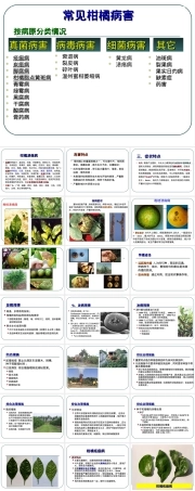 柑橘主要病害及其防治PPT课件.ppt