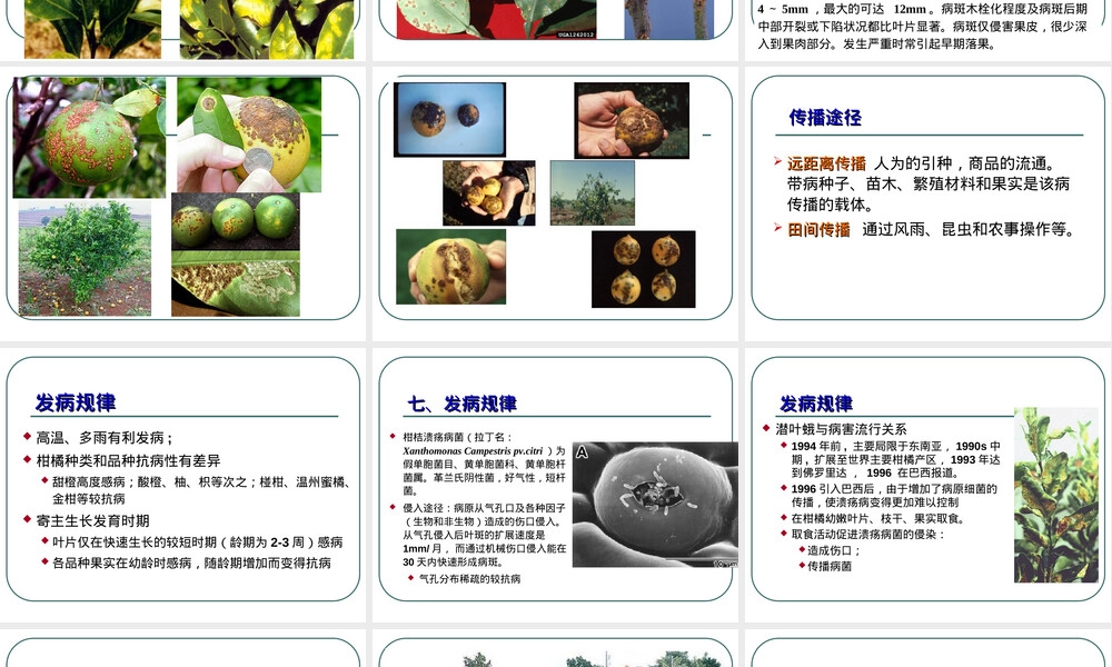 柑橘主要病害及其防治PPT课件.ppt