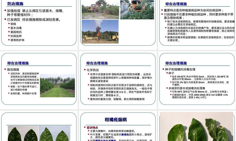 柑橘主要病害及其防治PPT课件.ppt