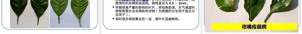 柑橘主要病害及其防治PPT课件.ppt