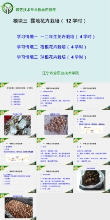 露地花卉栽培球根花卉管理PPT课件.ppt