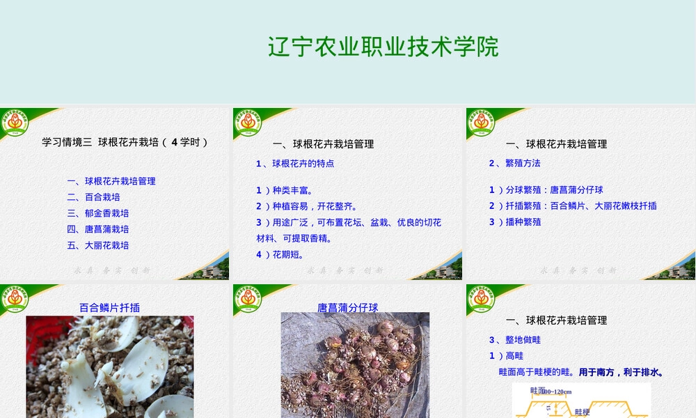 露地花卉栽培球根花卉管理PPT课件.ppt