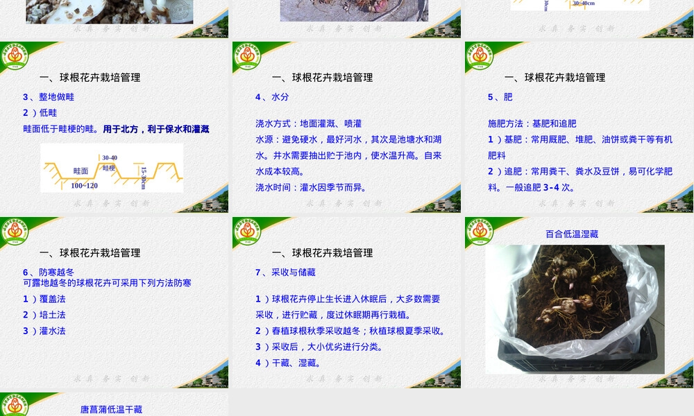 露地花卉栽培球根花卉管理PPT课件.ppt