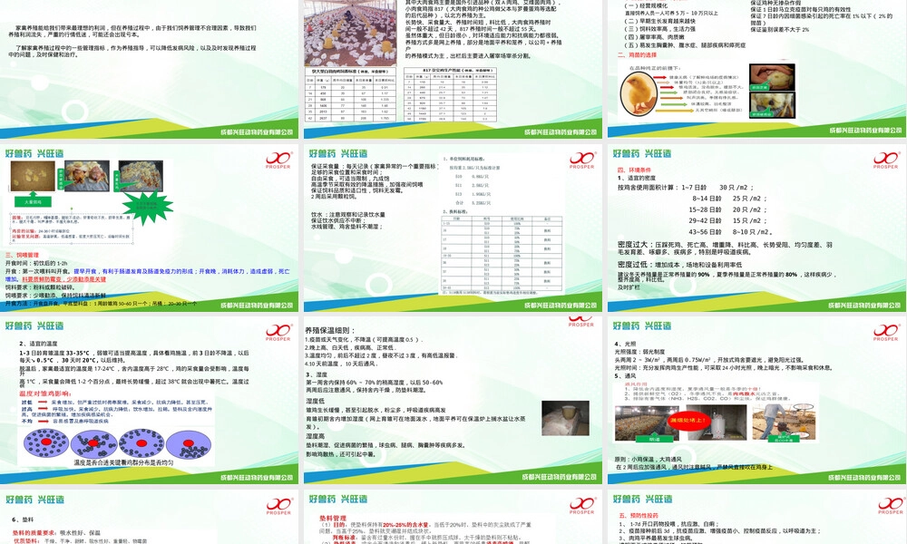 家禽饲养管理技术要点PPT课件.pptx