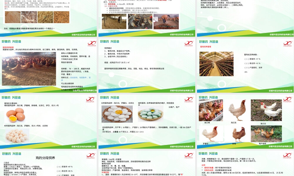 家禽饲养管理技术要点PPT课件.pptx