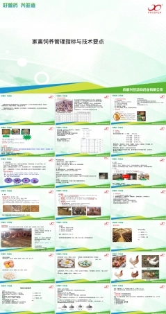 家禽饲养管理技术要点PPT课件.pptx