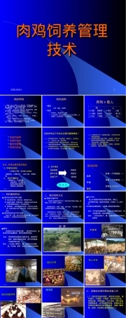 鸡饲养管理技术PPT课件.ppt
