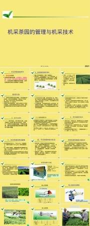 机采茶园管理与机采技术PPT课件.pptx