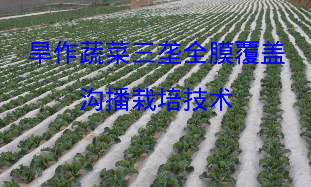 旱作蔬菜三垄沟全膜覆盖栽培技术PPT课件 副本1.ppt