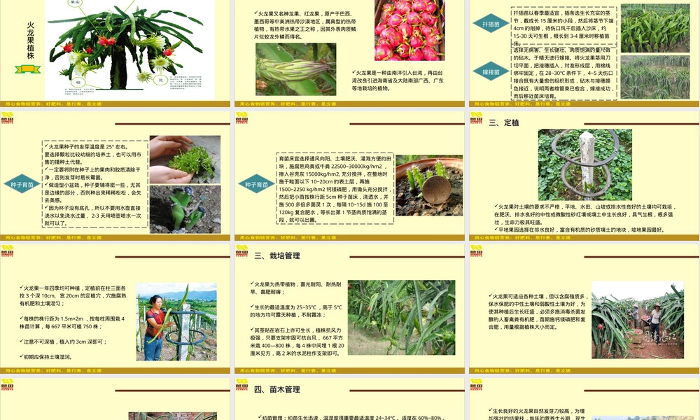 火龙果栽培管理技术PPT课件.ppt