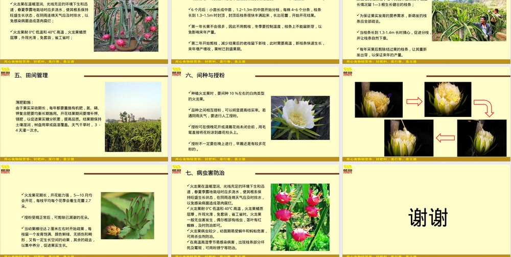 火龙果栽培管理技术PPT课件.ppt