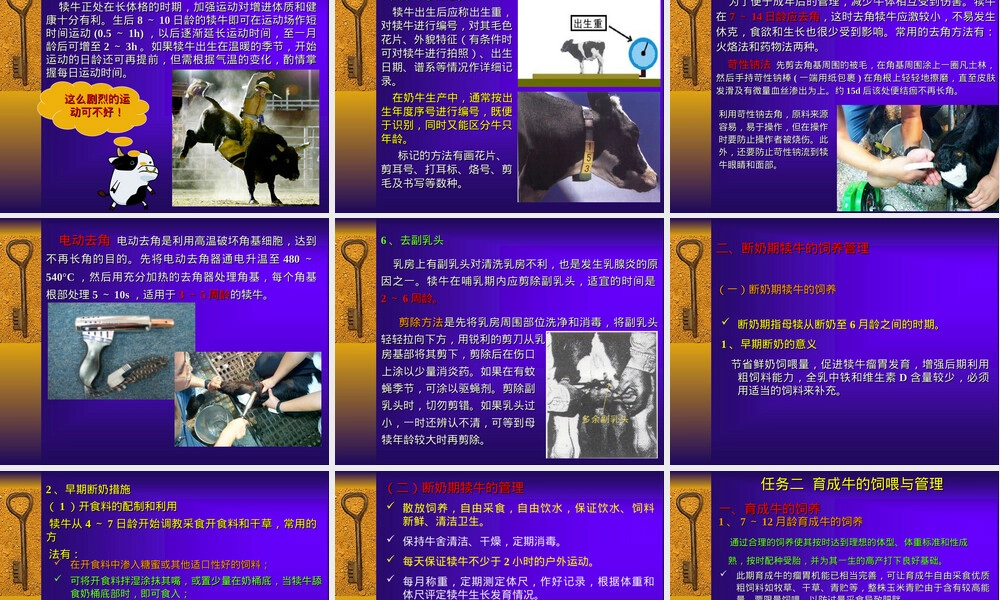 奶牛饲养管理技术培训PPT课件.ppt