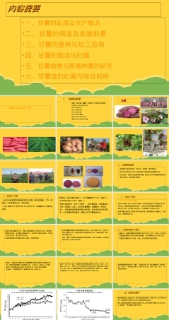 甘薯及其加工利用教学PPT课件.ppt
