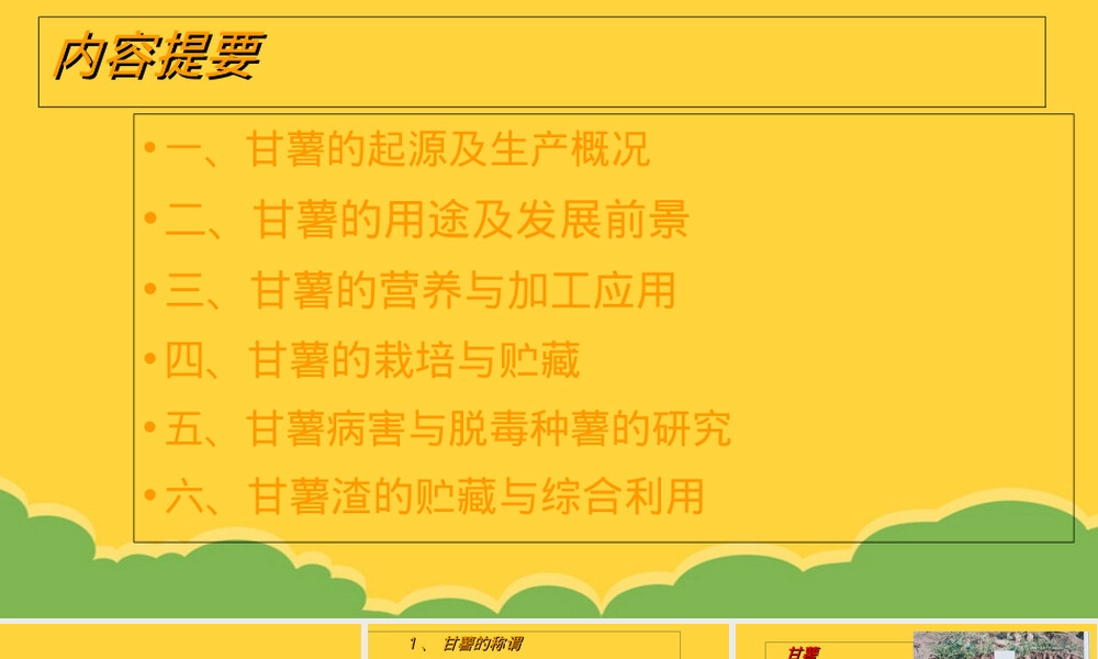 甘薯及其加工利用教学PPT课件.ppt