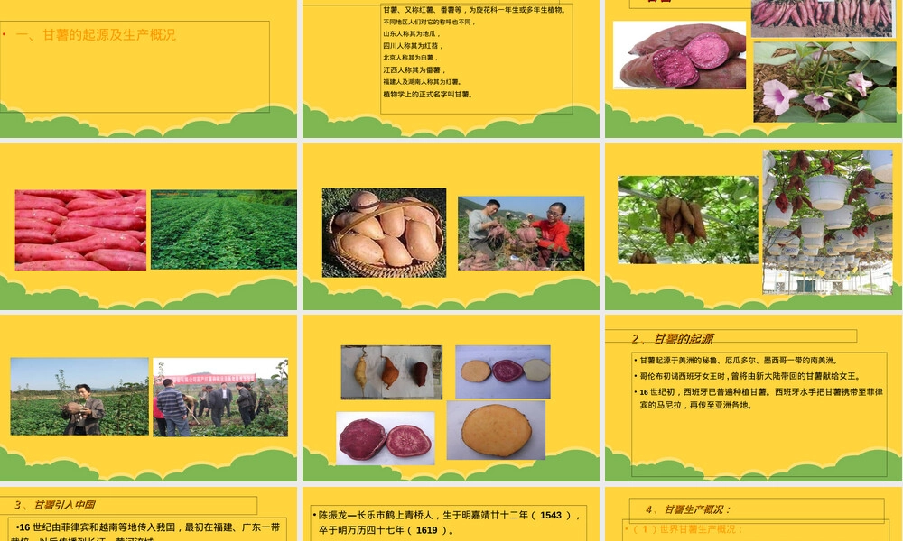 甘薯及其加工利用教学PPT课件.ppt