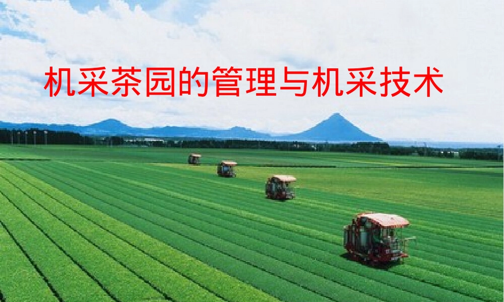 机采茶园管理与机采技术PPT课件 副本1.ppt
